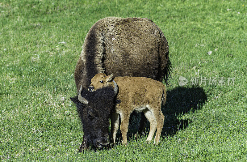 美国野牛或简称野牛(bison bison)，也通常被称为美国水牛或简称水牛，黄石国家公园，怀俄明州。母鲸和幼鲸。